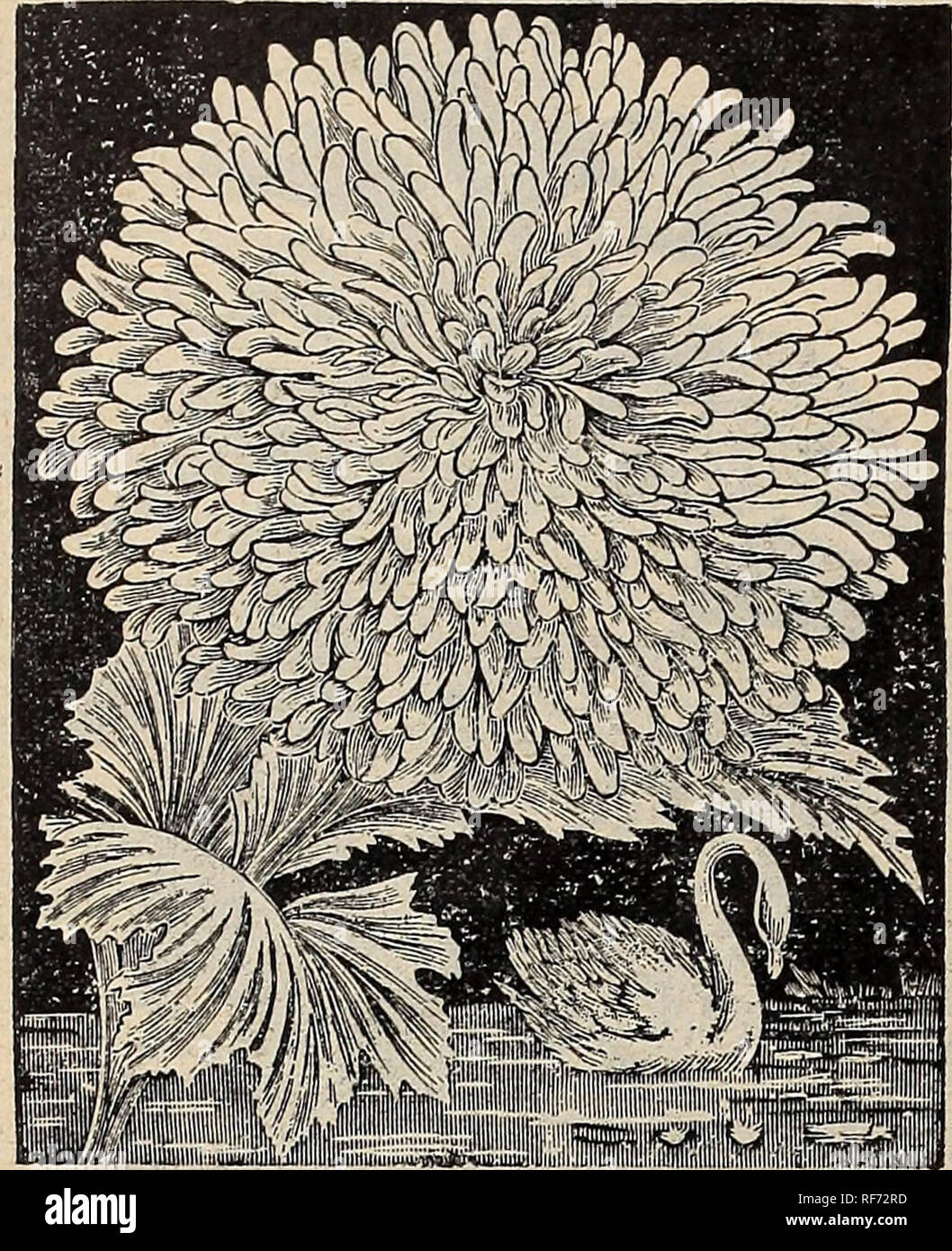 . Wm. Ewing &amp; Co.'s seed catalogue. Nursery stock Que?bec (Province) Montre?al Catalogs; Vegetables Seeds Catalogs; Grasses Seeds Catalogs; Flowers Seeds Catalogs; Plants, Ornamental Catalogs; Agricultural implements Catalogs. 60 WM. EWING &amp; CO.'S SEED CATALOGUE.. White Swan Poppy. No. 353, page 61. Petunia. Pkfcts. 322. Fine Mixed 5 323. Choice Mixed—Very fine .. .. 10 324- Hybrida Grandiflora—A mixture of the choicest single named sorts, producing all show flowers .. 25 325. Giants of California—Mixed Colors- • 25 Are often 4 and 5 ins. across and of every conceivable shade of crimso Stock Photo