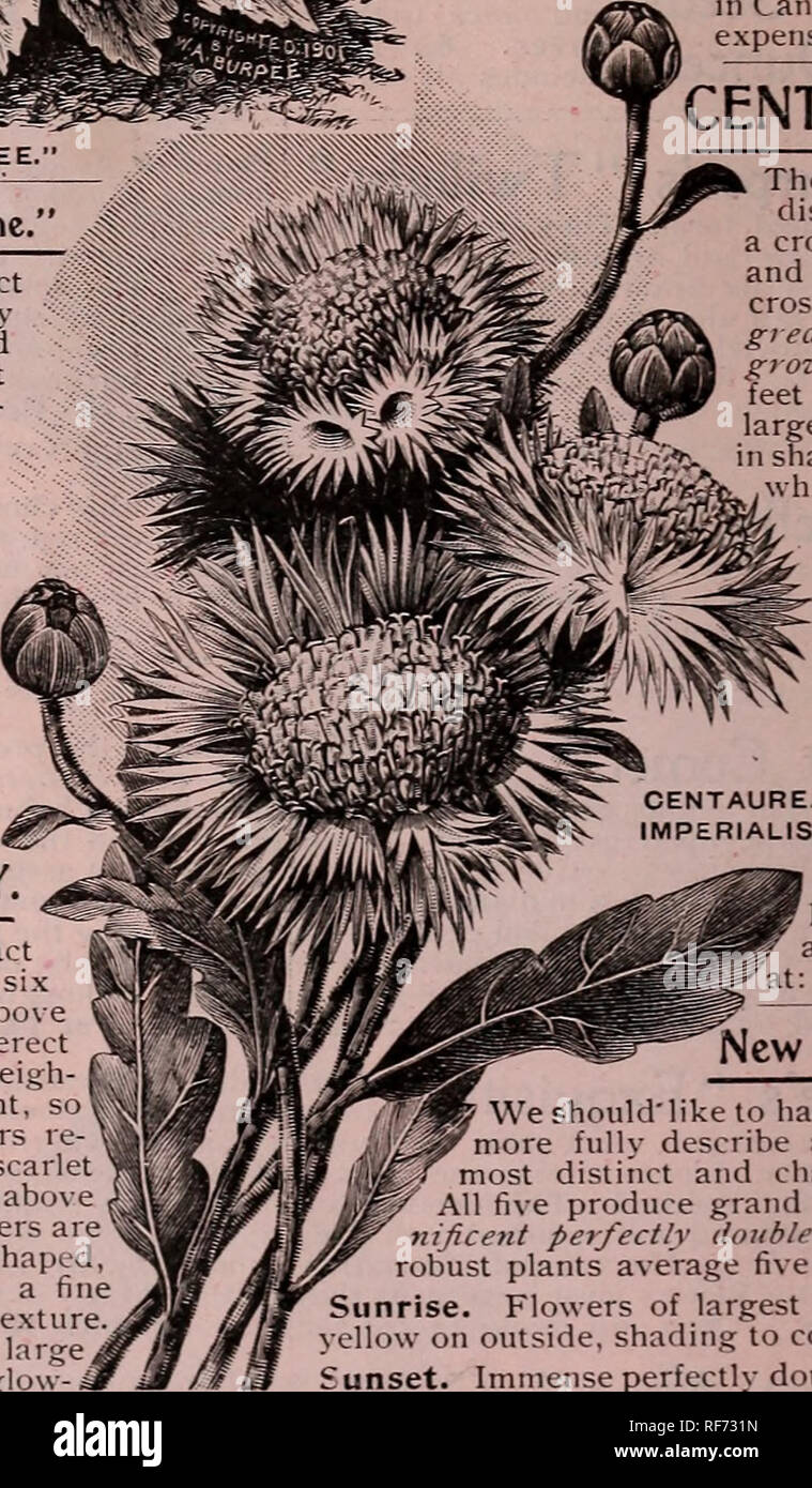 . Burpee's 1902 farm annual : vegetable, flower and farm seeds. Nursery stock Pennsylvania Philadelphia Catalogs; Vegetables Seeds Catalogs; Flowers Seeds Catalogs; Bulbs (Plants) Catalogs. CHRISTMAS TREE CELOSIA,—&quot; Ostrich Plume. The plants are of compact form, fifteen inches in height by about two feet across, and freely branched. Each shoot terminates in a large close pan- icle of feathery bloom in the richest shades of scarlet, crim- . son, rose-pink, and golden- yellow. The panicles are much more densely filed with fine feathery bloom than any celosia heretofore introduced. As single Stock Photo