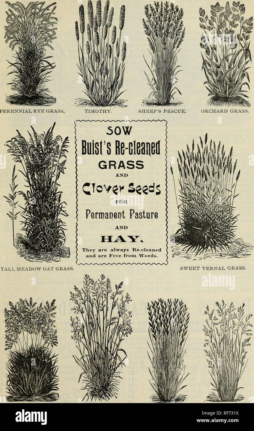 . Buist's garden guide and almanac : 1902. Nursery stock Pennsylvania Philadelphia Catalogs; Vegetables Seeds Catalogs; Flowers Seeds Catalogs. BUIST'S GARDEN GUIDE.. KENTUCKY Bi,UE GRASS. RED TOP. ITALIAN RYE GRASS. MEADOW FESCUE. Please note that these images are extracted from scanned page images that may have been digitally enhanced for readability - coloration and appearance of these illustrations may not perfectly resemble the original work.. Robert Buist Company; Henry G. Gilbert Nursery and Seed Trade Catalog Collection. Philadelphia, Pa. : Robert Buist Company Stock Photo