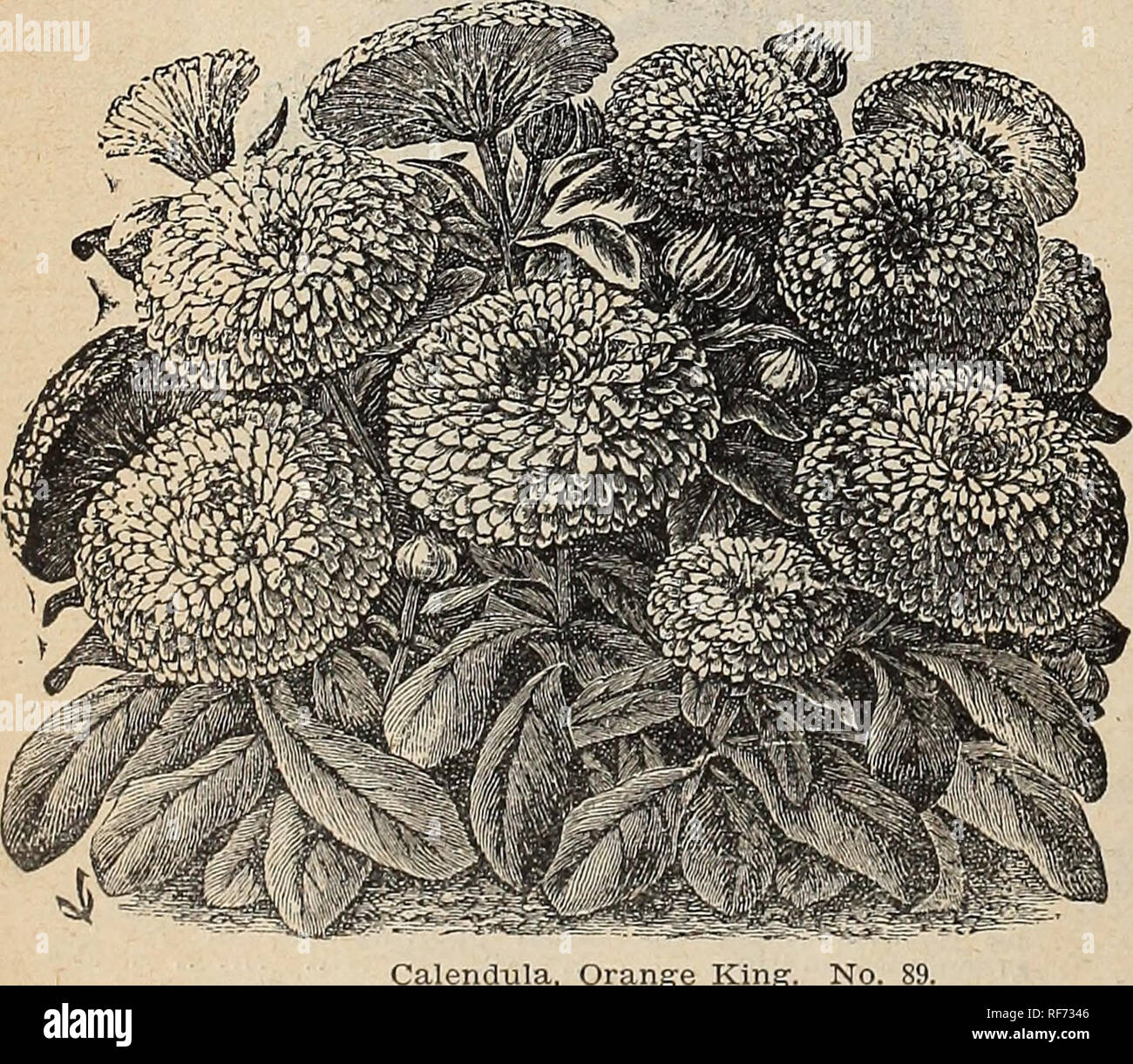 . Wm. Ewing &amp; Co.'s seed catalogue. Nursery stock Que?bec (Province) Montre?al Catalogs; Vegetables Seeds Catalogs; Grasses Seeds Catalogs; Flowers Seeds Catalogs; Plants, Ornamental Catalogs; Agricultural implements Catalogs. 89 90, 91. 92 93. 94. Calendula Meteor. No. 90. CALENDULA Oranee King—A fine extra double and very floriferous variety, h. a.. 5 &quot; Meteor—Large double yellow flowers striped with orange, h. a 5 Sulphur Crown—Sulphur color, h. a. 5 Double Yellow—Pure golden double flowers of great size. h. a 5 &quot; Pon.iei—Double white, very useful for bouquets.. 5 Mixed Variet Stock Photo