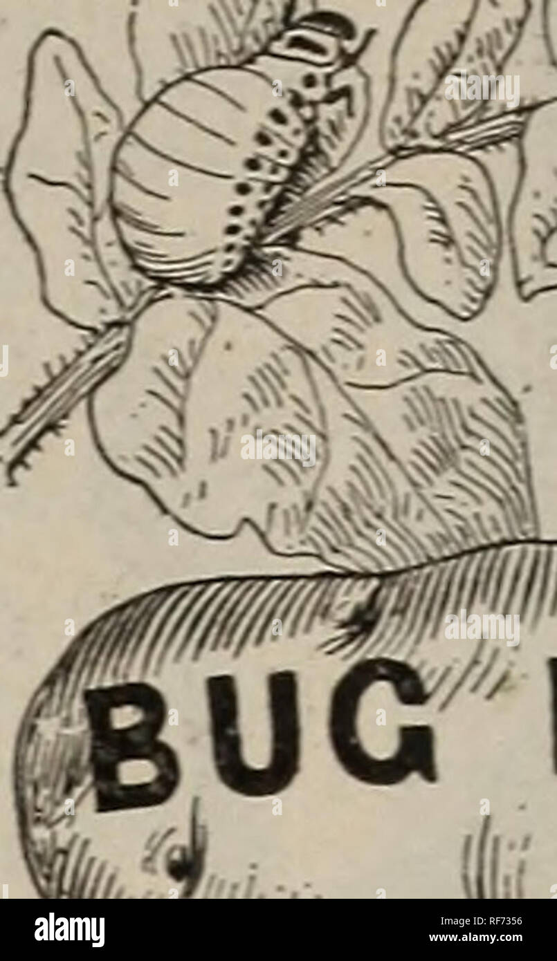 . Seeds, bulbs : hardware, implements, drain tile, tin shop, etc.. Nursery stock New York (State) Syracuse Catalogs; Vegetables Seeds Catalogs; Flowers Seeds Catalogs; Agricultural implements Catalogs. TEADR MAWW We have sold SLUG SHOT for a great many years, and it is as popular and effective as ever. SLUG SHOT—Is a light, composite, impalp- ably fine powder, easily distributed by Duster. Bel- lows, or in water by spraying. It is thoroughly re- liable in killing Currant Worms, Potato Bugs, Cabbage Worms, Lice, Slugs, Sow Bugs, etc., and is also strongly impregnated with fungicides. GRAPE DUST Stock Photo
