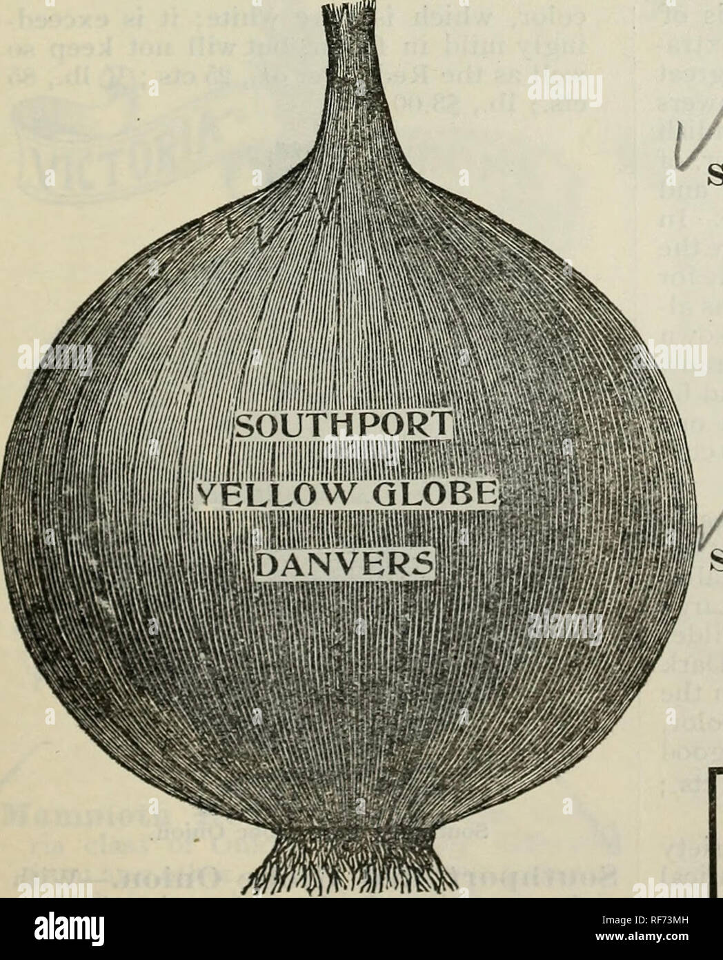 . Buist's garden guide and almanac : 1902. Nursery stock Pennsylvania Philadelphia Catalogs; Vegetables Seeds Catalogs; Flowers Seeds Catalogs. L,arge Red Wethersfield Onion. stews. Per oz., 15 cts.; % lb., 30 cts.; lb., fl.00; 5 lbs., at 95c; 10 lbs. at 90c. per lb. &quot;White Silver Skin.—This is the famous variety which is sown so extensively in Philadelphia for growing Onion Sets, from which full-grown onions are produced by June and July; it is not only the mildest but the most delicate flavored variety, and generally preferred for table use; is of the same shape as the Yellow Strasburg, Stock Photo