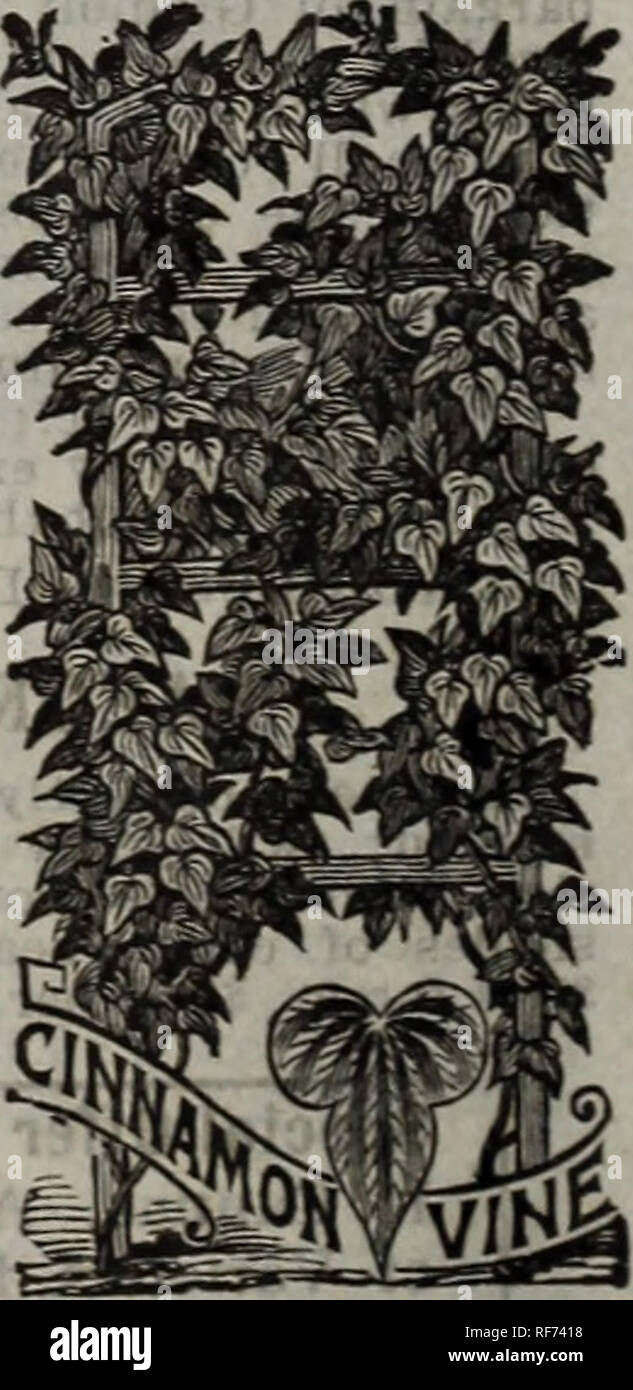 . 1902 vegetables, flowers, grains &amp; fruits : 22nd annual catalogue / Ford Seed Co.. Nursery stock Ohio Catalogs; Vegetables Seeds Catalogs; Flowers Seeds Catalogs; Fruit Catalogs. CINXAMOX VINE. One of the most desirable climbers. The roots are perfectly hardy, remaining in the ground for years, and growing to a very large size, each spring sending forth its rapid growing shoots, soon covering a large space with its heart- shaped, bright, glossy green foliage. The delicate white flowers have the fragrance of cinnamon, hence the name. Roots or tubers each 5c.; 6 for 25c.; 12 for 40c.; by m Stock Photo