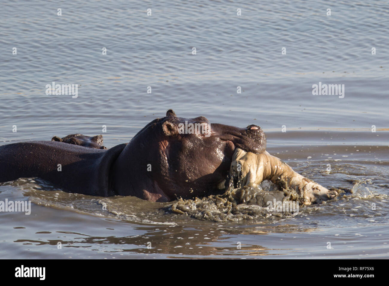 Dead hippo hi-res stock photography and images - Alamy