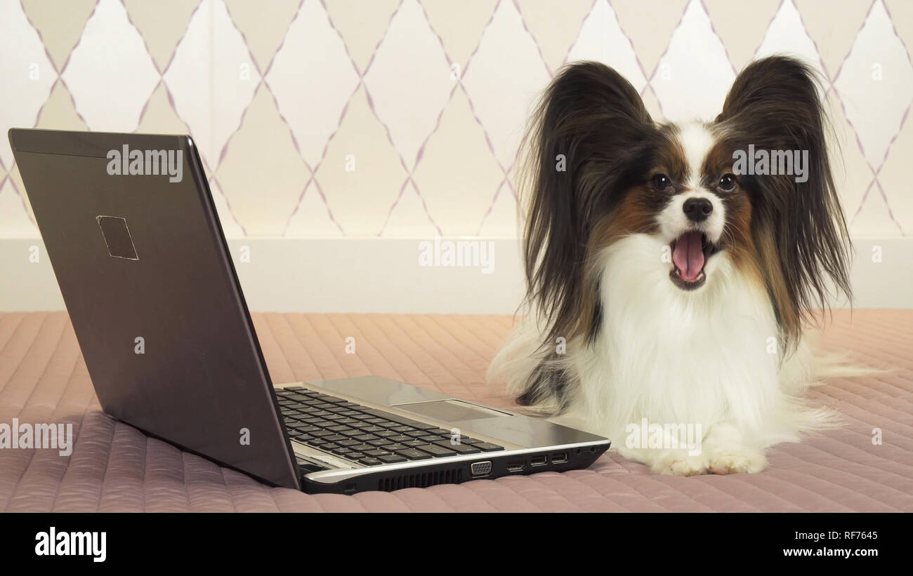 Papillon dog is lying near the laptop on bed Stock Photo