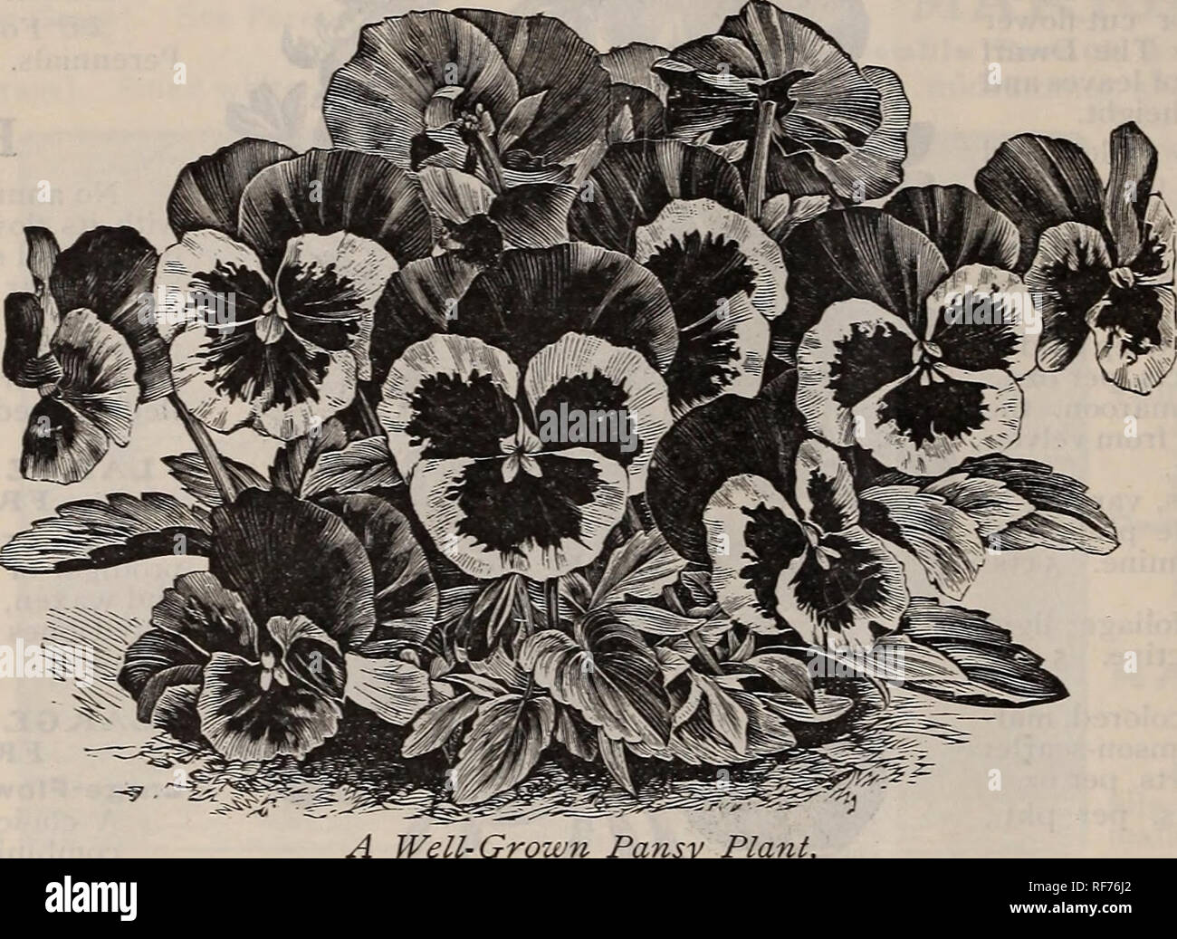 . Seeds and implements. Nursery stock Rhode Island Providence Catalogs; Vegetables Seeds Catalogs; Flowers Seeds Catalogs; Agricultural implements Catalogs. Select Flotoer Seeds .26. THE W. E. BARRETT COMPANY PROVIDENCE, RHODE ISLAND Pansies We wish to call especial attention to our large and fine assort- ment of Pansy seed, which includes all famous and distinct large- flowering strains, and in separate colors all the most desirable shades and blendings. The collection is quite complete, and contains only the finest and purest strains. A garden without Pansies is an anomaly now-a-days, for th Stock Photo