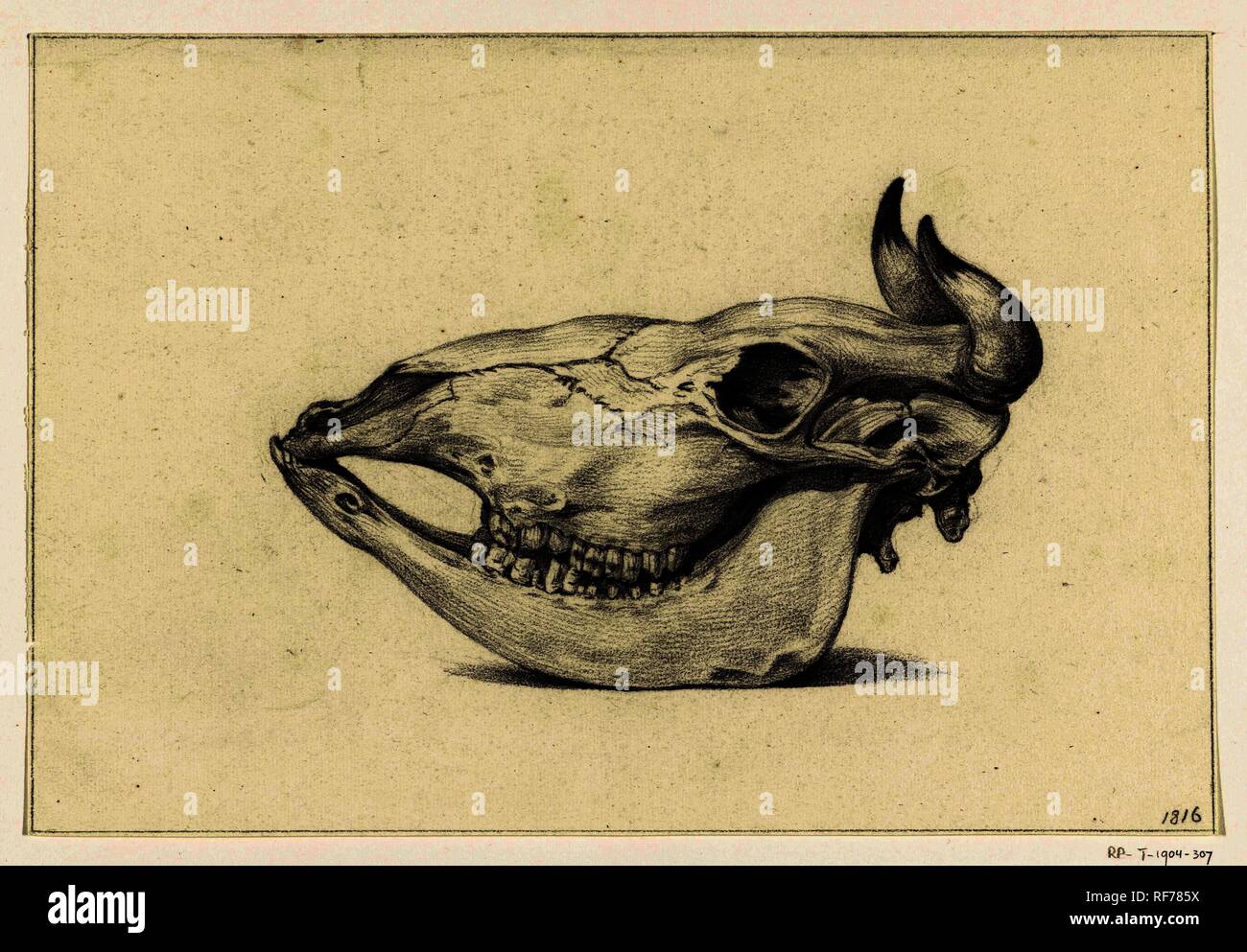 Skull of a cow, seen from the side. Draughtsman: Jean Bernard. Dating: 1816. Measurements: h 190 mm × w 280 mm. Museum: Rijksmuseum, Amsterdam. Stock Photo