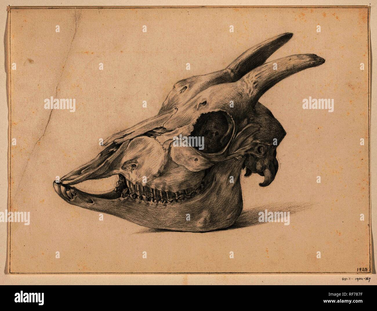 Skull of a goat. Draughtsman: Jean Bernard. Dating: 1823. Measurements: h 247 mm × w 333 mm. Museum: Rijksmuseum, Amsterdam. Stock Photo