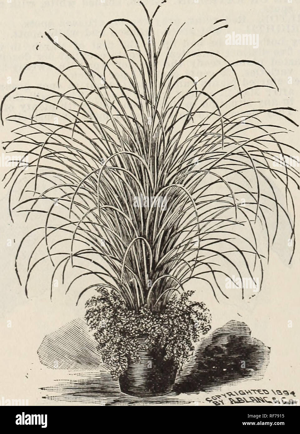 . [Catalogue]. Nursery stock Kentucky Louisville Catalogs; Nurseries