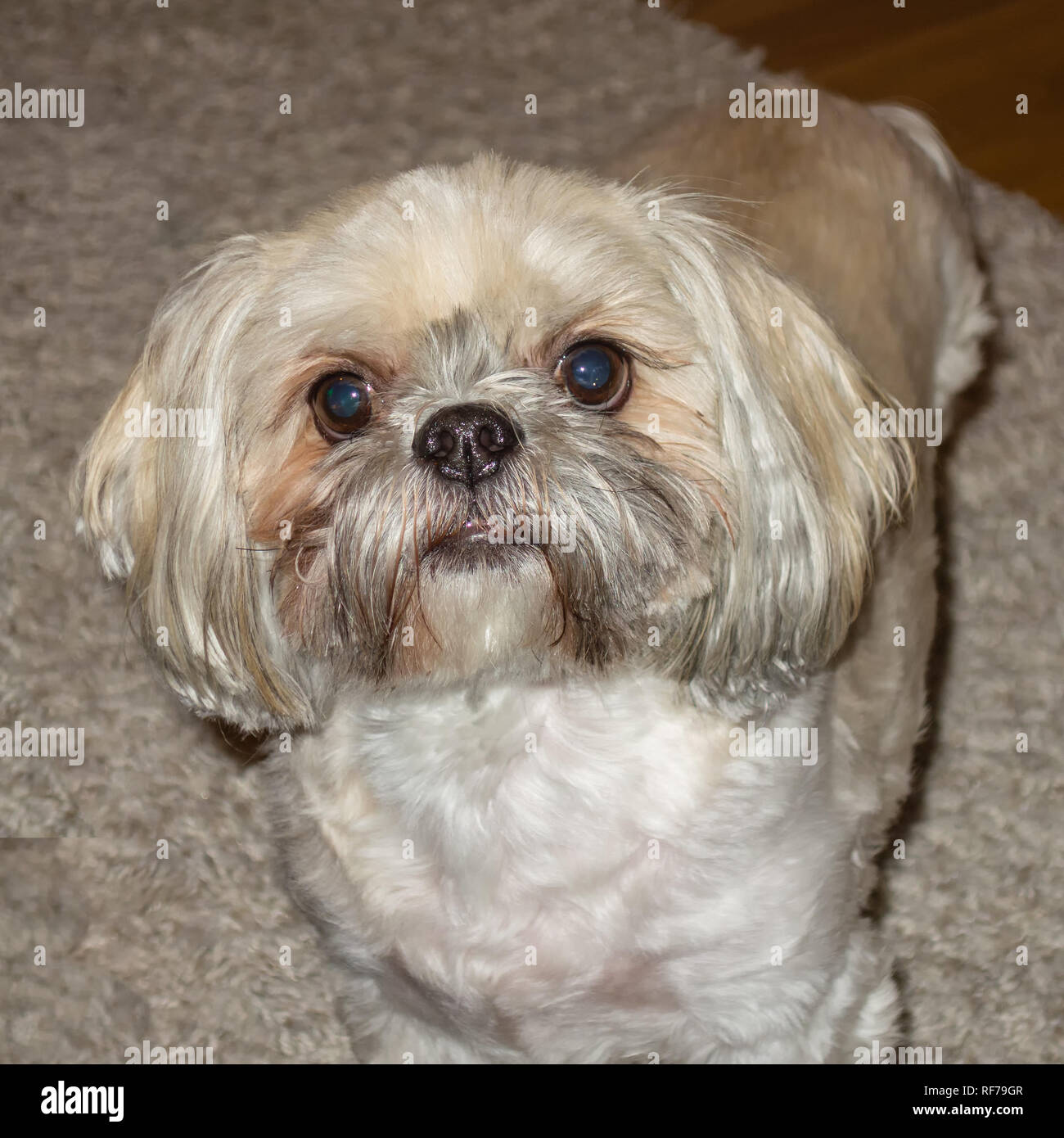 do shih tzu have overbite