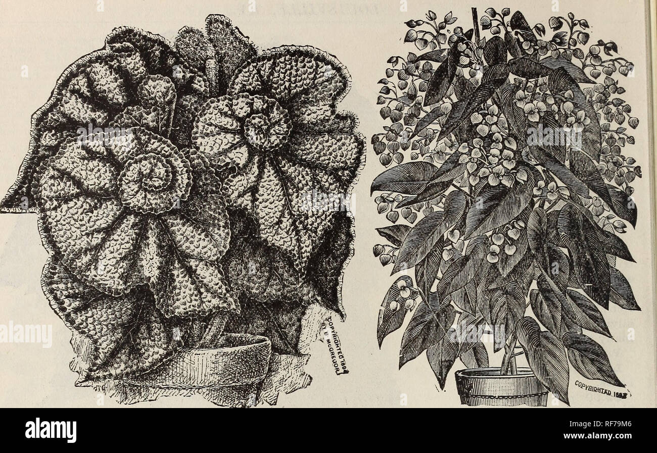 . [Catalogue]. Nursery stock Kentucky Louisville Catalogs; Nurseries