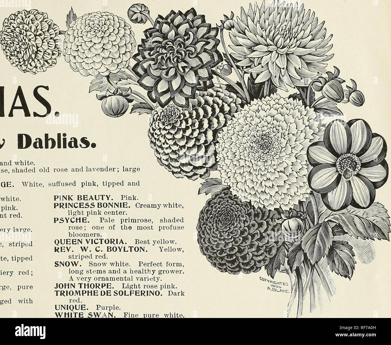 . Wholesale catalogue of seeds, bulbs and plants. Nursery stock New York (State) New York Catalogs; Vegetables Seeds Catalogs; Flowers Seeds Catalogs; Bulbs (Plants) Catalogs; Plants, Ornamental Catalogs. CLtCAS &amp; BODDINGTON CO. NEW YORK 5 Wholesale Catalogue DAHLIAS. Show Dahlias. AMERICAN FLAG. Red and white. ARABELLA. Pale primrose, shaded old rose and lavender; large size and form. DUCHESS OF CAMBRIDGE. White, suffused pink, tipped and edged with purple. ELEGANCE. Red, tipped white. ETHEL CORNORE. Pale pink. GLOWING COAL. Brilliant red. GEM. Dark red. HECTOR. Orange-red. Very large. On Stock Photo