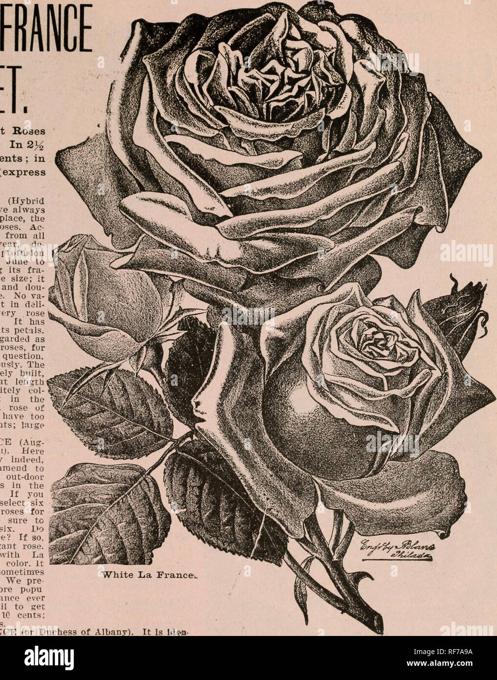 Roses ac hires stock photography and images Alamy