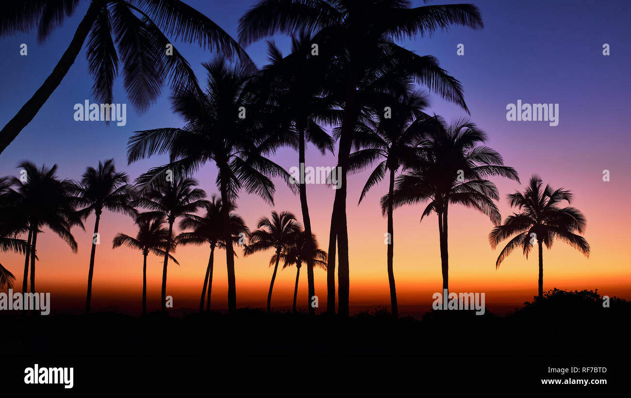 Pictured are palm trees at Miami South Beach, Florida during sunrise. Stock Photo