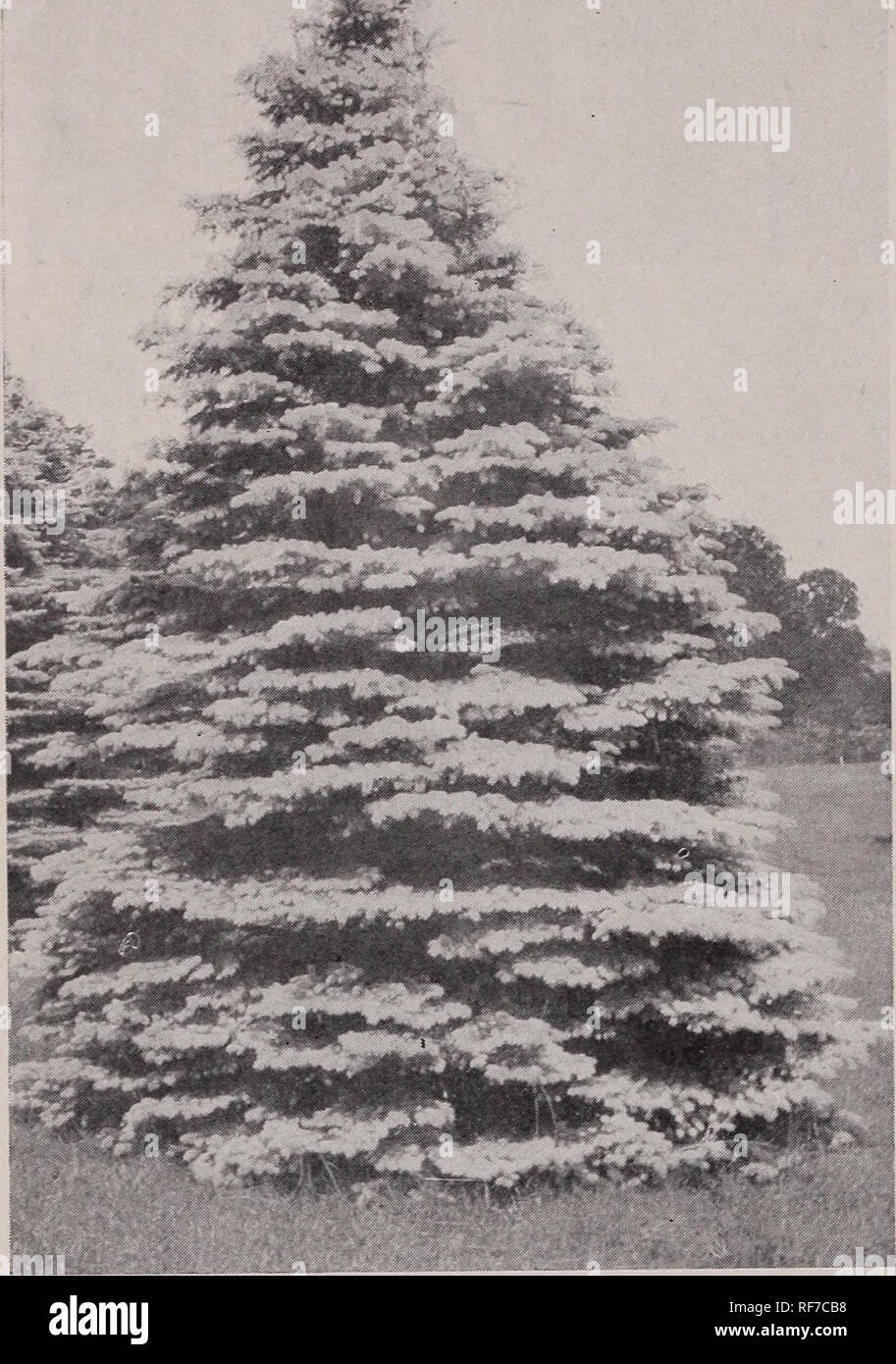 . Trees and hardy plants for all purposes. Nursery stock New York (State) New York Catalogs; Trees Seedlings Catalogs; Plants, Ornamental Catalogs; Shrubs Catalogs; Flowers Catalogs; Fruit Catalogs. 4 Our Leading Varieties and Specialties !. PICEA PUNGENS GLAUCA. (See page 6)'. Rosea. Japan Weeping Rose-Flowering Cherry. One of the finest flowering trees. A mass of rose colored flowers in early Spring. $i to $2. CERCIS CANADENSIS. Judas Tree or Red Bud. 50 cts. Low prices per 100. Japonica. Japan Judas Tree. One of the finest of the small flowering trees. 50 cts. CORNUS KOUSA. Japanese Dogwood Stock Photo