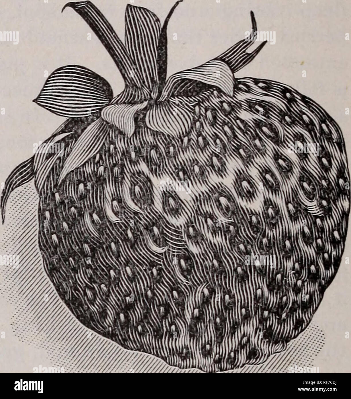 . Descriptive catalogue and price list : raspberry, blackberry, strawberry plants and grape vines, season of 1901. Nursery stock Michigan Catalogs; Berries Catalogs; Fruit Catalogs; Grapes Catalogs. 8 Grand Mere Plant Farms, Stevensvile, Mich. Crescent and the berries are more than twice as large. The first berries are some- what coxcombed put of enormous sise. The flavor is excellent. CRESCENT.—(P) Valuable to many by reason of its succeeding with little care and even under neglect. Excessively productive; plant a vigorous slen- der grower, matting the ground closely with runners which, for b Stock Photo