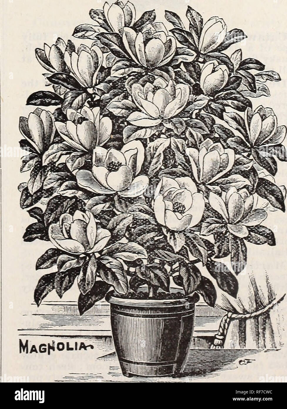 Vestal S Rose Catalogue 1900 Nursery Stock Arkansas Catalogs Roses Catalogs Flowers Catalogs Vegetables Catalogs Fruit Catalogs Seed Industry And Trade Catalogs Plants Ornamental Catalogs Joseph W Vestal Amp Son S Ii Lustrated And
