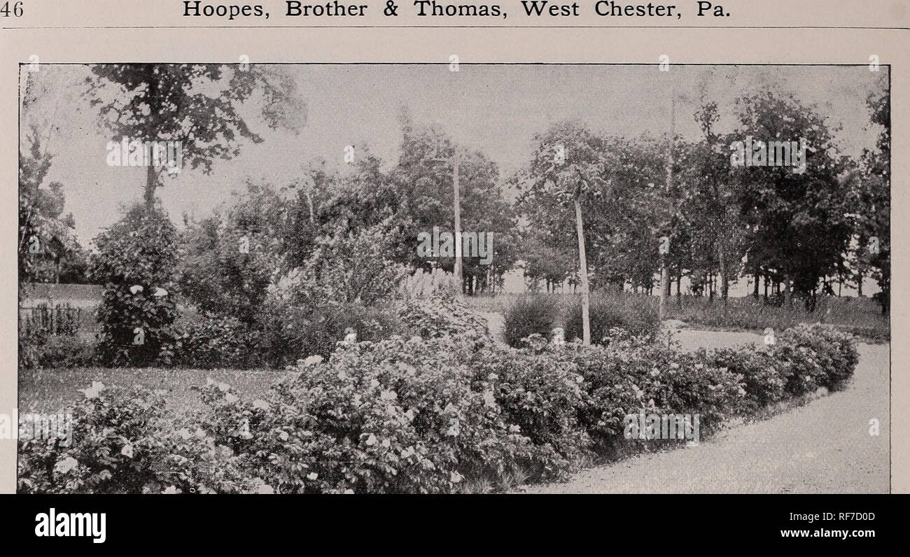 . Ornamental trees & plants no. 2. Nursery stock Pennsylvania West