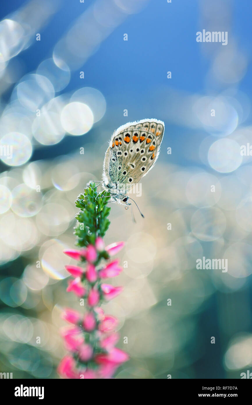A beautiful butterfly rests in the morning sunshine Stock Photo