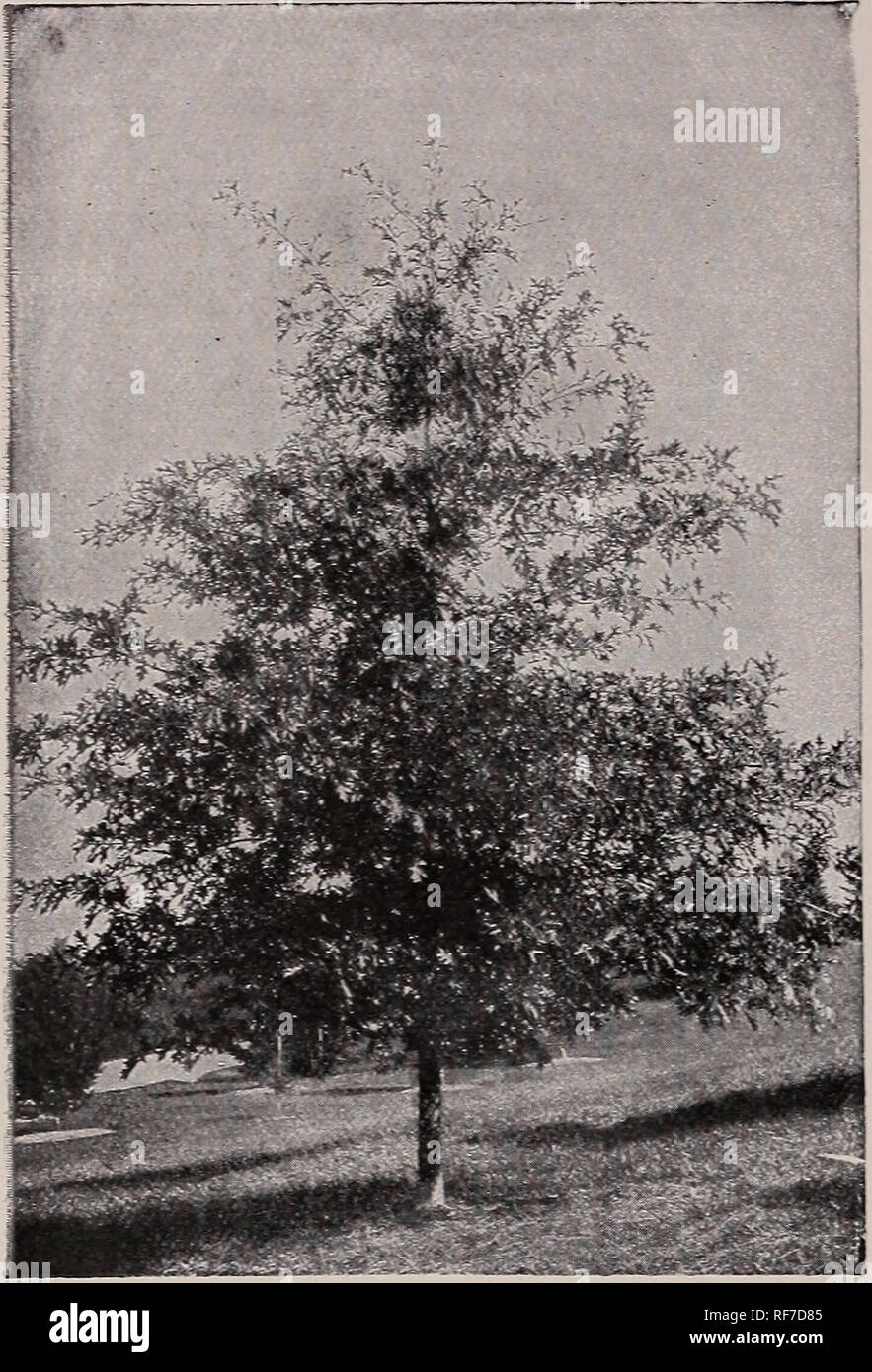 . Ornamental trees &amp; plants : no. 2. Nursery stock Pennsylvania West Chester Catalogs; Nurseries (Horticulture) Pennsylvania West Chester Catalogs; Plants, Ornamental Catalogs; Trees Seedlings Catalogs; Ornamental shrubs Catalogs; Bulbs (Plants) Catalogs. -20 Hoopes, Brother &amp; Thomas, West Chester, Pa.. Quercus palustris POPULUS grandidentata penduliformis Syn., P.Graca pendula). Weeping Poplar. A decidedly pendu- lous form, with long, slender branches, and bright green, dentate leaves. The growth is strong, the tree hardy and reliable. P. nigra Italica I Syn.. P. dilatata). Lombard} P Stock Photo