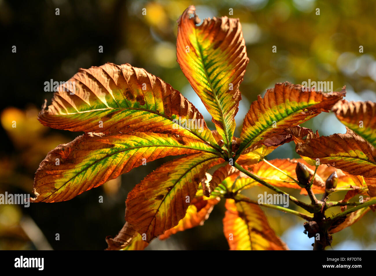 horse-chestnut or conker tree, Gewöhnliche Rosskastanie, vadgesztenye, gesztenyefa, Aesculus hippocastanum Stock Photo