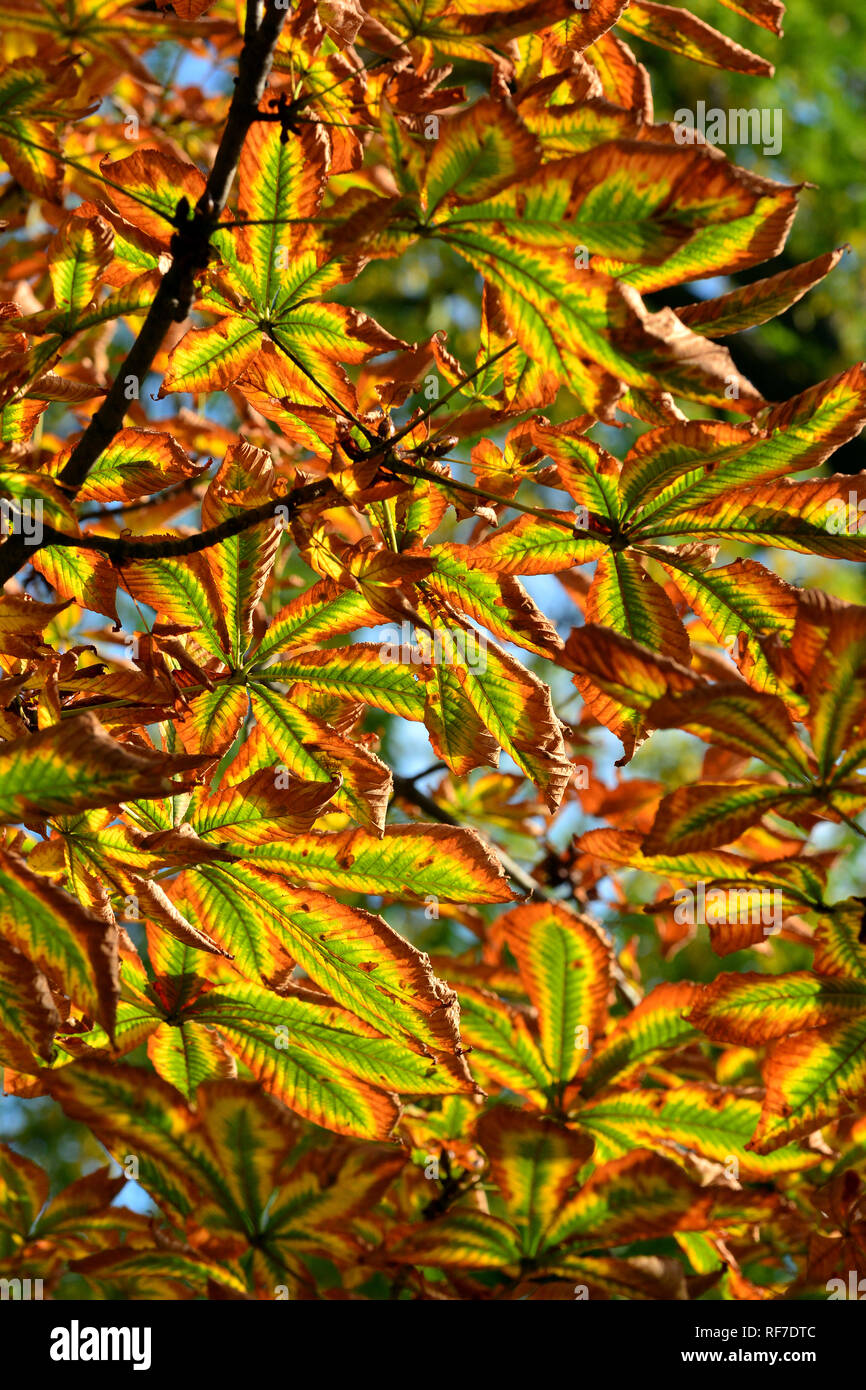 horse-chestnut or conker tree, Gewöhnliche Rosskastanie, vadgesztenye, gesztenyefa, Aesculus hippocastanum Stock Photo