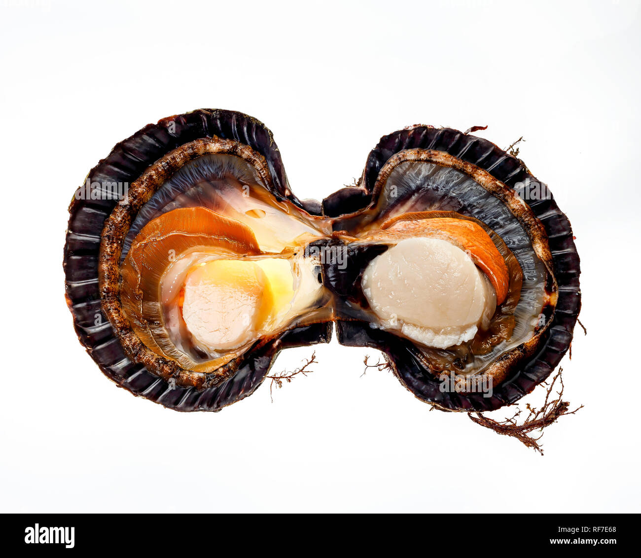 norvegian scallop on a white background Stock Photo