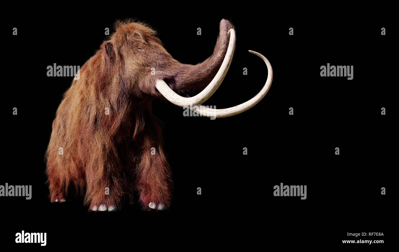 woolly mammoth, extinct prehistoric animal isolated on black background ...