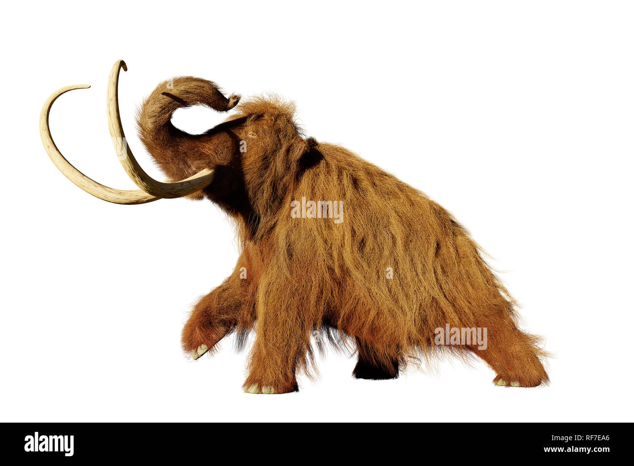 Ice woolly hair hires stock photography and images Alamy