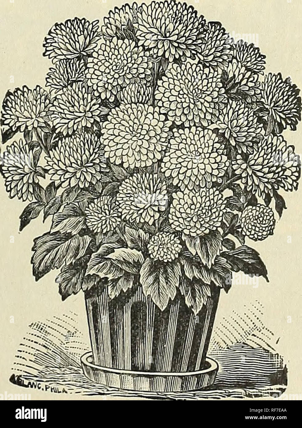 . Vegetable, flower &amp; agricultural seeds : spring 1900. Nursery stock New York (State) New York Catalogs; Vegetables Seeds Catalogs; Grasses Seeds Catalogs; Flowers Seeds Catalogs; Gardening Equipment and supplies Catalogs. DWARF CHRYSANTHEMUM-FLOWERED ASTER, ARNEBIA COKNUTA—Arabian Primrose. PER PKT. The blossoms are of a brilliant yellow color with five large black epots. The latter change into a coffee-brown shade on the second day, and disappear altogether rn the third day of its bloom, so that Sure yellow and spotted flowers are on the same flowering branch. [.A., 2 ft 25 ASPARAGUS PL Stock Photo