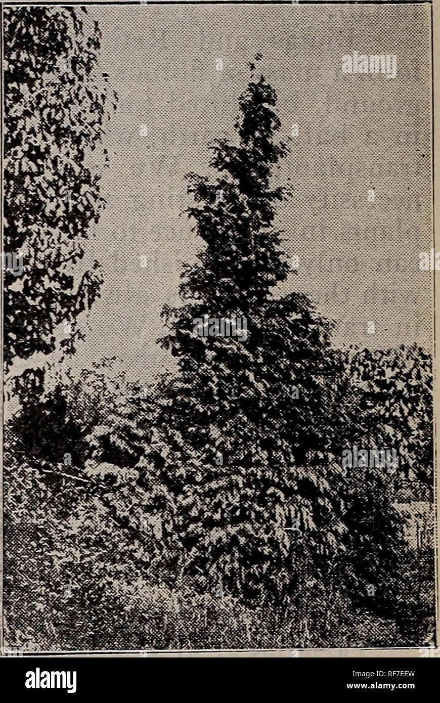 . Fruitland Nurseries. Nurseries (Horticulture) Georgia Augusta Catalogs; Fruit trees Seedlings Catalogs; Fruit Catalogs; Trees Seedlings Catalogs; Plants, Ornamental Catalogs; Flowers Catalogs. CUPRESSUS LAWS ONI ANA. CEDRUS DEODARA AT FRUITLAND. CUPRESSUS (Cypress) Small plants, 12 to 15 inches, 25 cents each, $2 for 10 ; larger specimens, 18 to 24 inches, 50 cents each, $4 for 10; 30 to 36 inches, 75 cents each, $6 for 10. Of this section we grow many varieties, which are remarkably well adapted to the middle and subtropi- cal sections of the South. All are graceful trees, varying in habit  Stock Photo