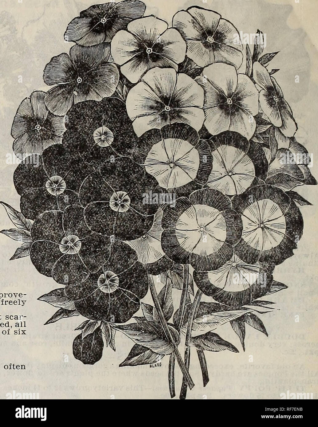 . Spring catalogue : 1900. Nurseries (Horticulture) Missouri Saint Louis Catalogs; Bulbs (Plants) Catalogs; Flowers Catalogs; Vegetables Seeds Catalogs; Plants, Ornamental Catalogs; Shrubs Catalogs; Fruit Catalogs. Salvia Splendens PHLOX DRUMMONDII The Phlox Drummondii, for a splendid mass of colors and a constant display, is not excelled by any other annual or peren- nial that we are acquainted with. It has every desirable quality for this purpose. The colors range from purest white to the deepest blood purple or crimson. Seed may be sown in the open ground. MIXED COLORS—Per pkt., 5c; oz., 40 Stock Photo