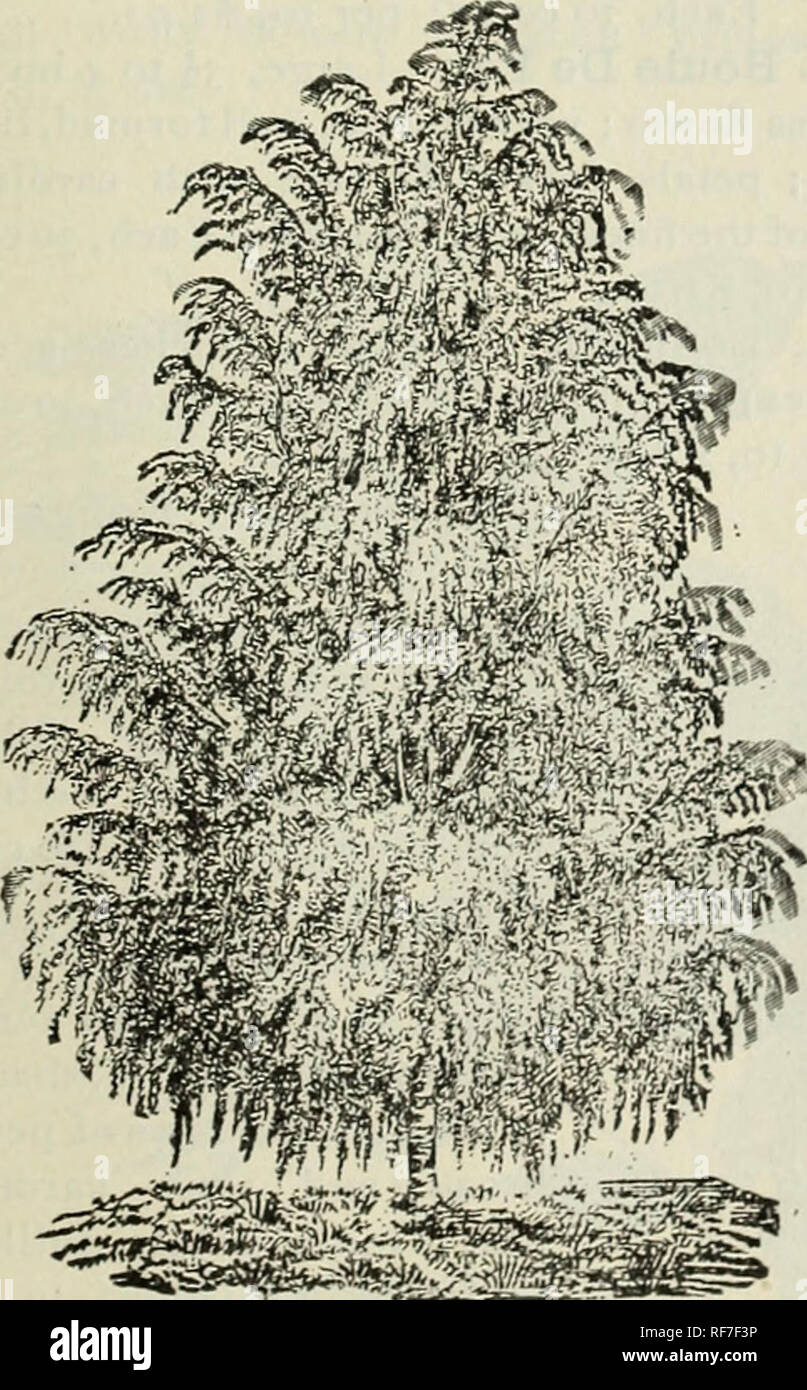 . Illustrated and descriptive catalogue of fruit and ornamental trees