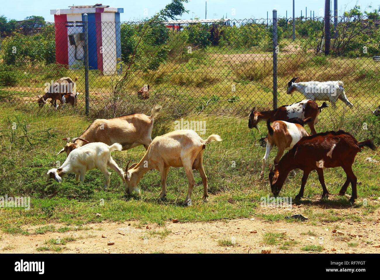 A group of wild goats grazing by the road side on the Caribbean island of Bonaire. Stock Photo