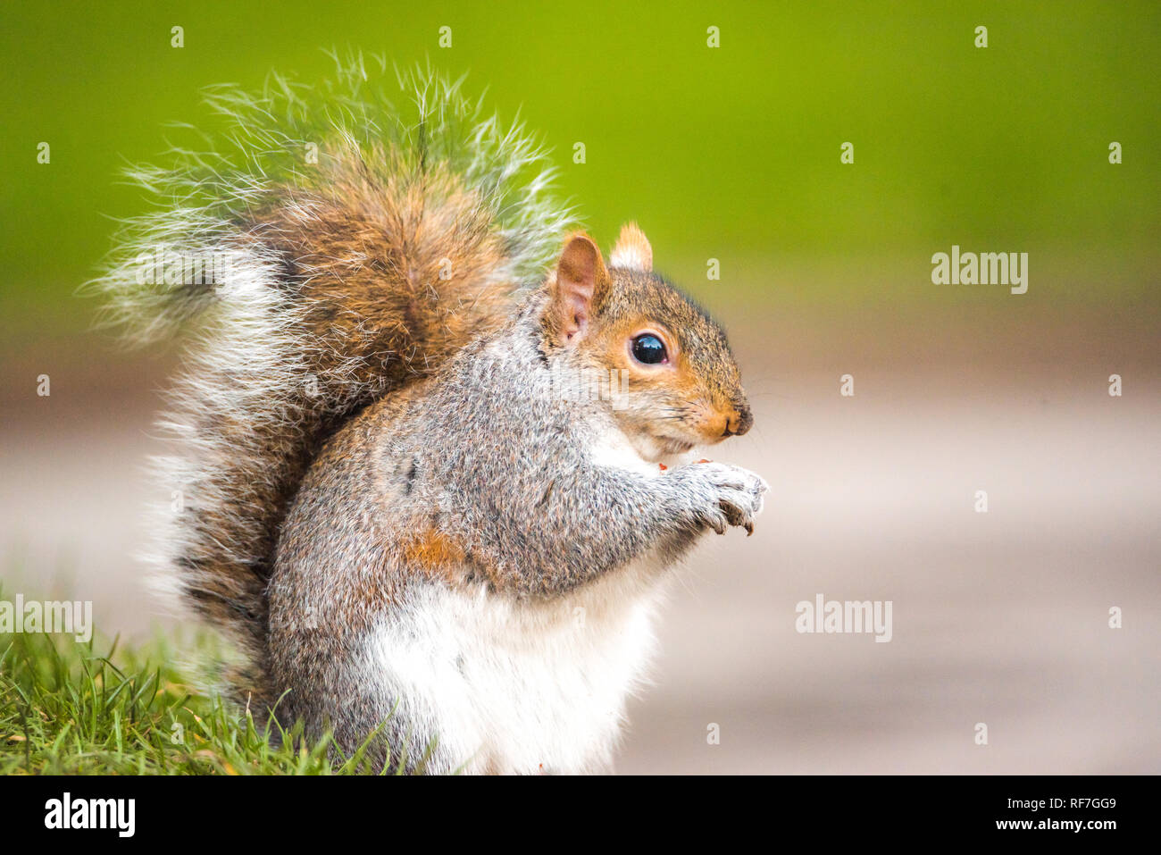 Brown squirrel eating nut closeup fluffy zoom on green grass Stock Photo