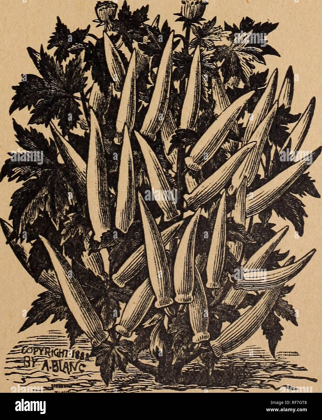 . Trumbull &amp; Co.'s Illustrated catalogue of field and garden seeds, 1900. Nursery stock Missouri Kansas City Catalogs; Vegetables Seeds Catalogs; Flowers Seeds Catalogs; Grasses Seeds Catalogs; Agricultural implements Catalogs. MUSHROOM SPAWN German« Champignonbrut. IIWJ+JI |rW/fl OI-French, Blane de Champignon One brick wm, pi,ant eight to ten square feet of bed. Culture—Fermenting horse manure mixed with an equal amonnt of fresh sod loam, is made into beds the size required eight inches deep. See to it that bed is packed very solid- ly and evenly. Plant the broken pieces of Spawn six in Stock Photo