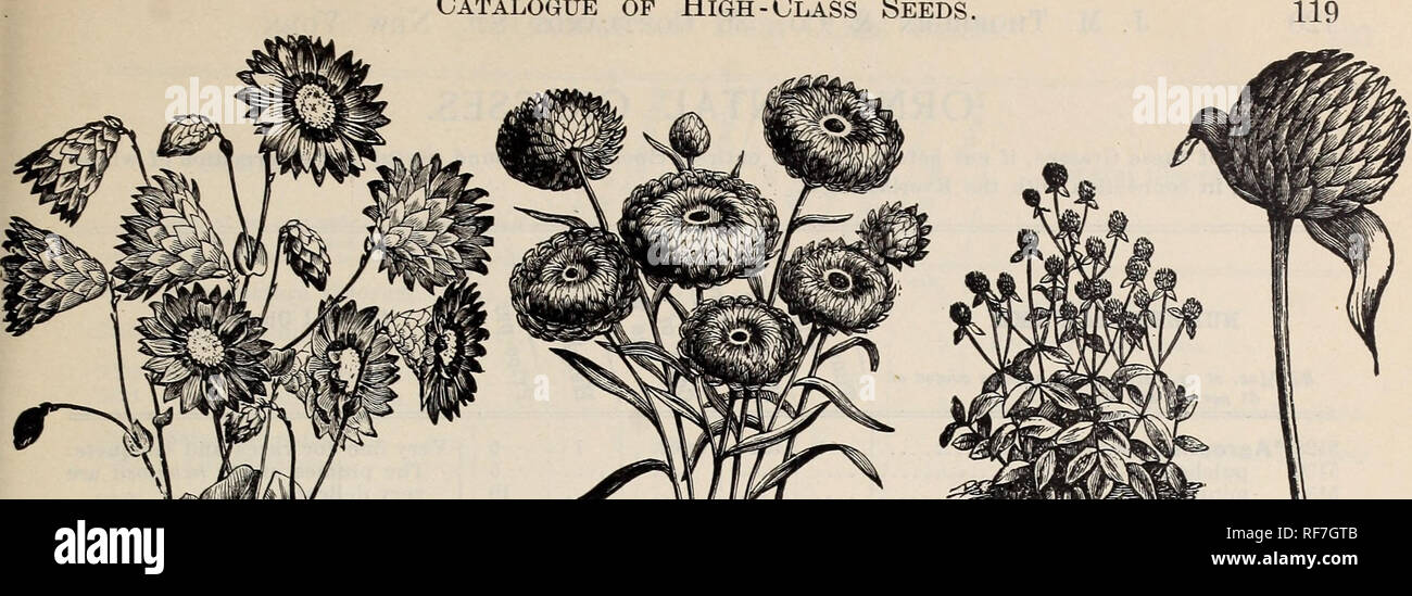 . Thorburn's seeds : 1900. Nursery stock New York (State) Catalogs; Seeds Catalogs; Vegetables Seeds Catalogs; Flowers Seeds Catalogs. Catalogue op High-Class Seeds.. RHODANTHE MANGLESII. HELICHRYSUM MONSTROSUM. GOMPHREXA GLOBOSA. SEEDS OF EVERLASTINGS. For the Formation of Wreaths and Winter Bouquets. NUMBER and NAME. /, w / 3 © / / **» / 73 tJ / fc, 1 © / ® /; /* / ^ f General Observations. / / ® JS^&quot;z/(oz. at oz. rate only on articles quoted at IB /•5 « / .3 */ $1 per oz. and over. /A? / o tf / 5054 5056 5057 5058 5059 5060 5061 5062 5064 5065 5066 5070 5071 5072 5073 5075 5076 5078 50 Stock Photo