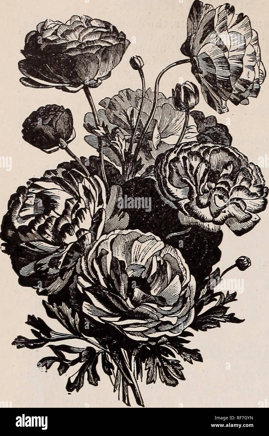 . High grade vegetable and flower and seeds. Nursery stock New York (State) New York Catalogs; Vegetables Seeds Catalogs; Flowers Catalogs; Bulbs (Plants) Catalogs; Plants, Ornamental Catalogs; Gardening Equipment and supplies Catalogs. 22 STUMPP &amp; WALTER CO.'S BULB CATALOGUE.. Ranunculus. RANUNCULUS. Very charming, dwarf-flowering bulbs, of various bright and attrac- tive colors. Plant late in the autumn, about three inches deep, and pro- tect by straw or leaves. Each. Per doz. Per 100 French mixed $0 &quot;5 $0 30 $i oo Persian mixed 05 30 i oo Turban mixed, hardiest sort â . 05 30 l oo  Stock Photo