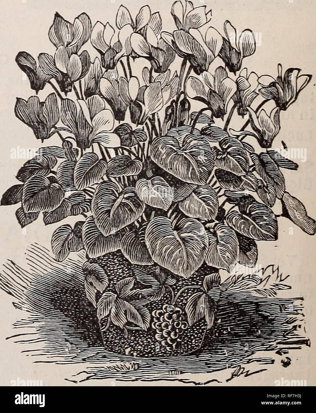 . High grade vegetable and flower and seeds. Nursery stock New York (State) New York Catalogs; Vegetables Seeds Catalogs; Flowers Catalogs; Bulbs (Plants) Catalogs; Plants, Ornamental Catalogs; Gardening Equipment and supplies Catalogs. BABIANA. A genus of Cape plants, bearing very showy flowers of various colors, from the richest carmine to the brightest blue. As they are not hardy north of Washington, they require the same treatment as the Anomathecas. Mixed colors, each, 5cts.; per doz., 50cts. ; per 100, $3.50. CALOCHORTUS. (CALIFORNIA OR BUTTERFLY TULIPS.)  ^^^^vf^^k  Â§m This genus co Stock Photo