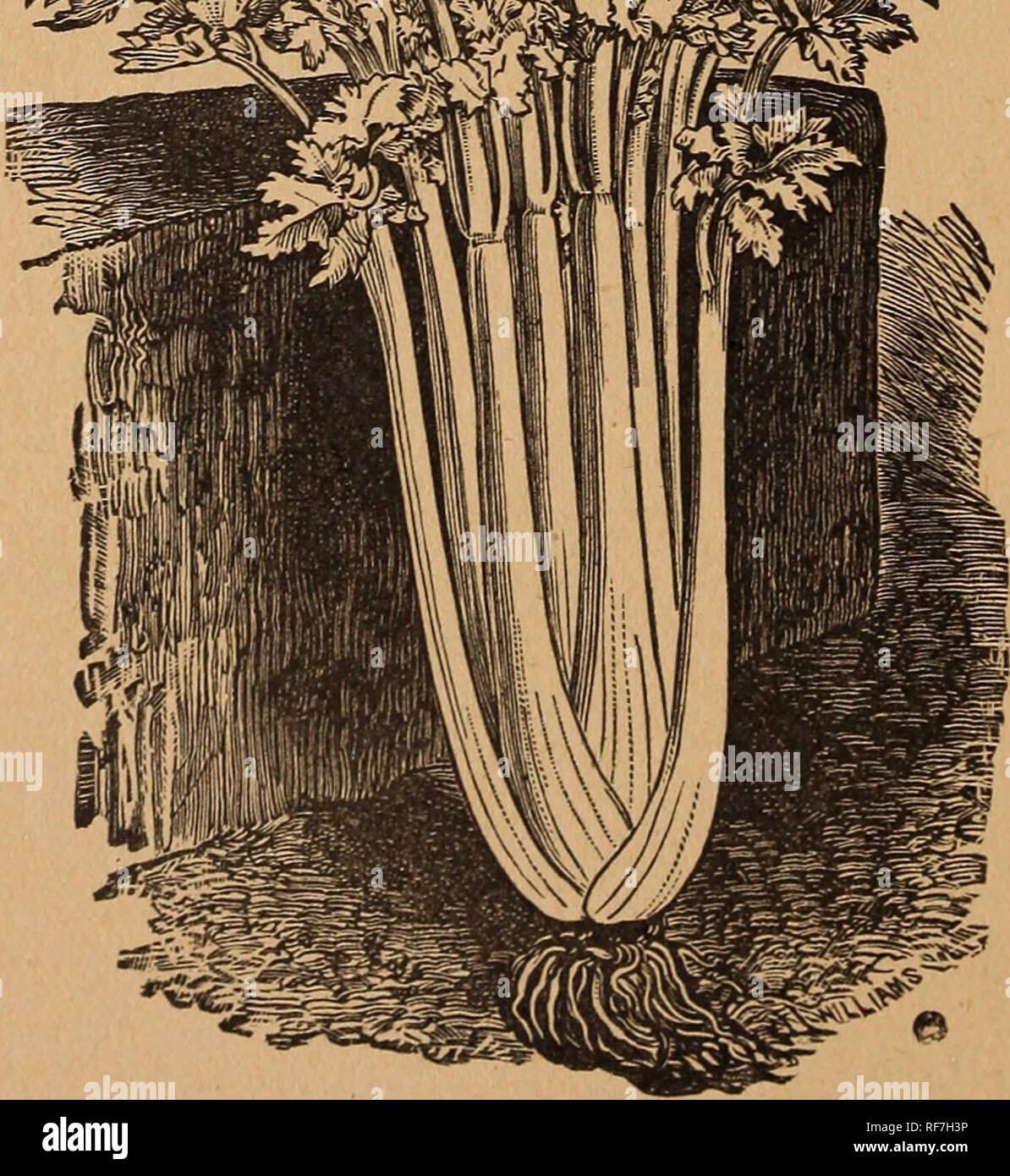 . Trumbull & Co.'s Illustrated catalogue of field and garden seeds, 1900. Nursery stock Missouri Kansas City Catalogs; Vegetables Seeds Catalogs; Flowers Seeds Catalogs; Grasses Seeds Catalogs; Agricultural implements Catalogs. . Please note that these images are extracted from scanned page images that may have been digitally enhanced for readability - coloration and appearance of these illustrations may not perfectly resemble the original work.. Trumbull & Co; Henry G. Gilbert Nursery and Seed Trade Catalog Collection. Kansas City, Mo. : Trumbull & Co. Stock Photo