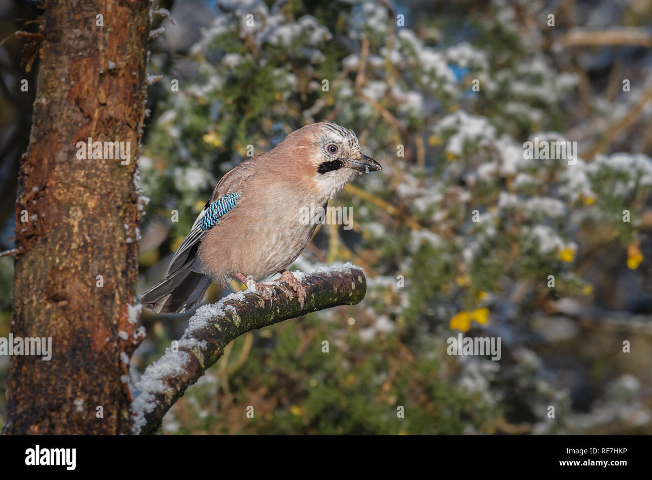 Close up of a jay. A jay is a kind of colourful, noisy bird in the crow family. Shown here alert and perched on a snow covered branch Stock Photo