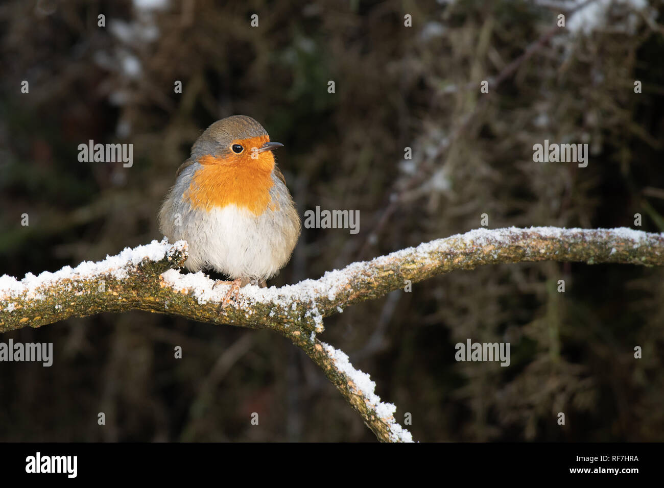 A robin Erithacus rubecula perched on a snow covered branch in a wood with a natural backdrop and copy space Stock Photo