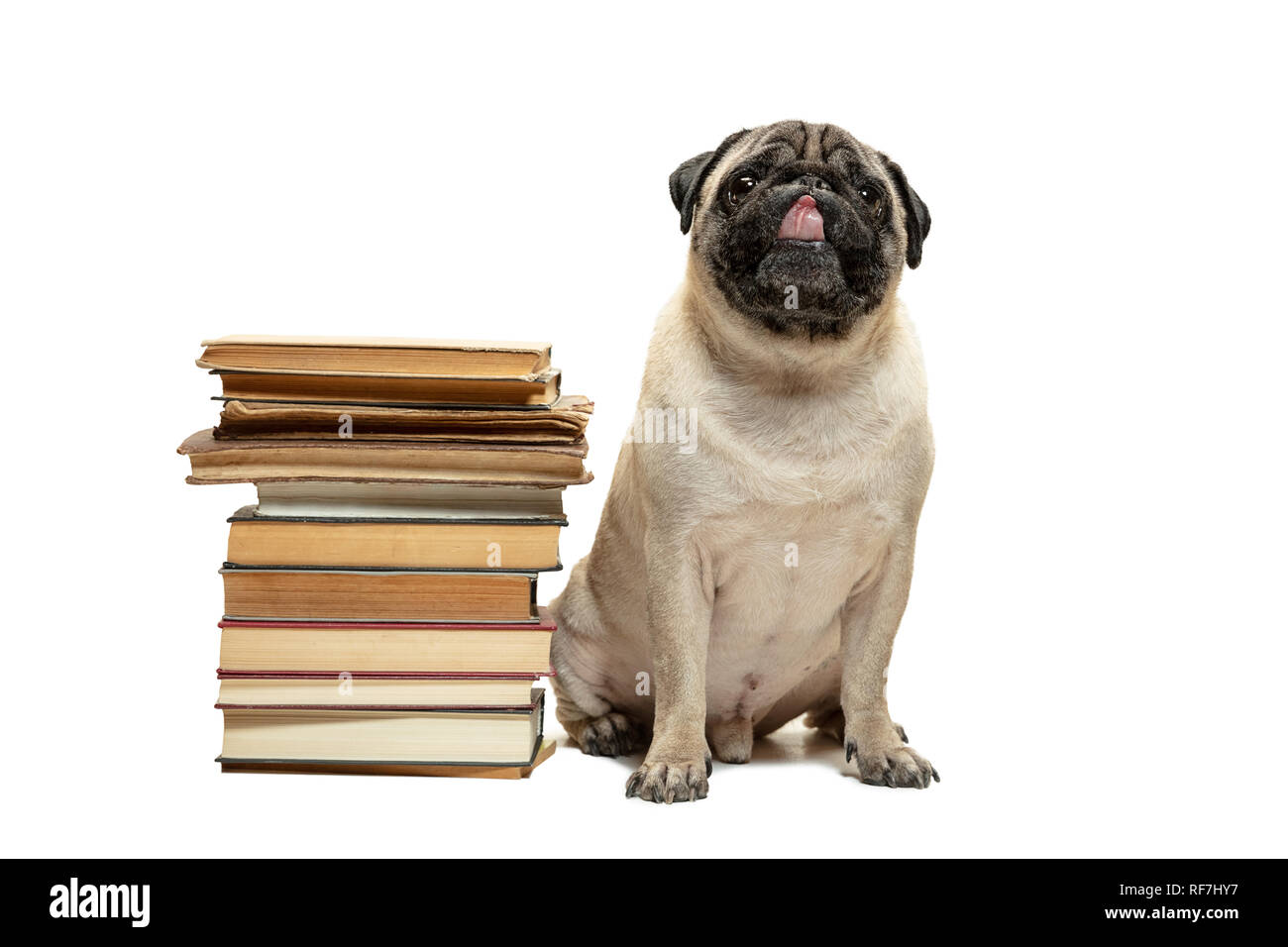 The smart intelligent pug puppy dog sitting down between piles of books
