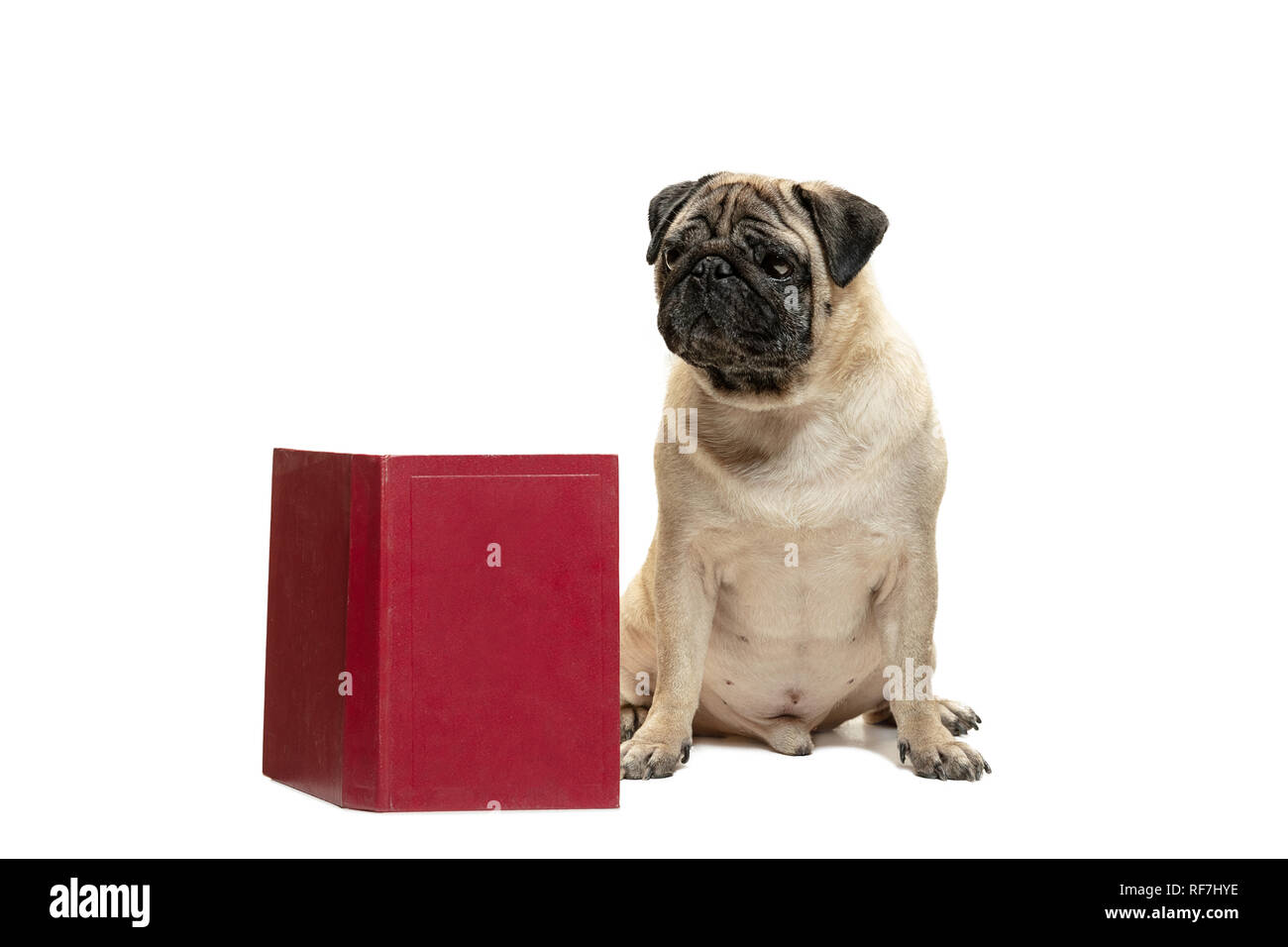 The smart intelligent pug puppy dog sitting down between piles of books