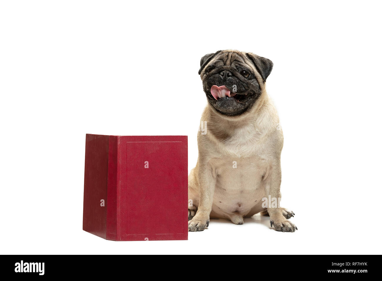 The smart intelligent pug puppy dog sitting down between piles of books