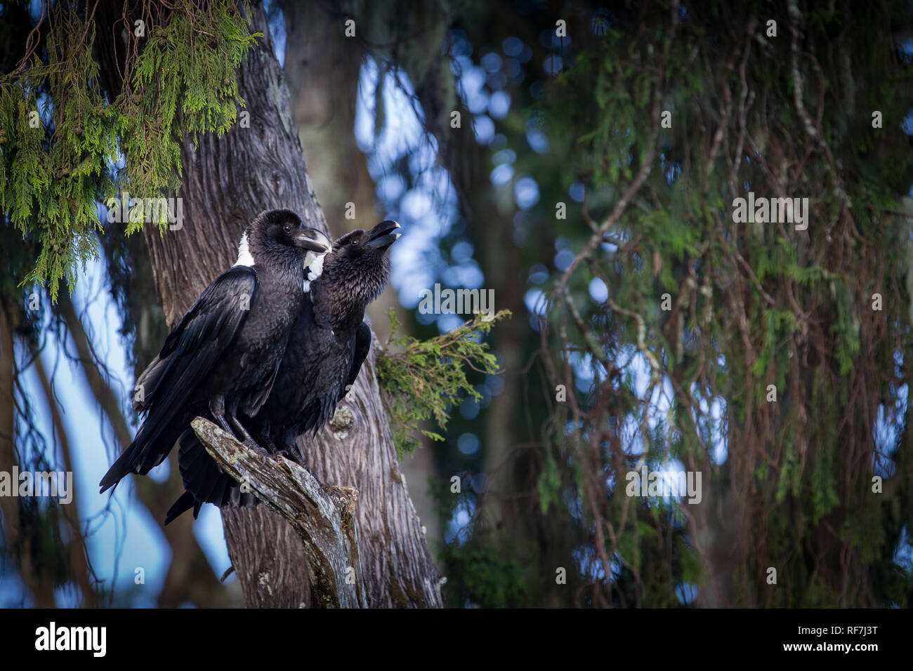 Whitenecked Ravens, Corvus albicollis, on Mount Mulanje, Malawi, home