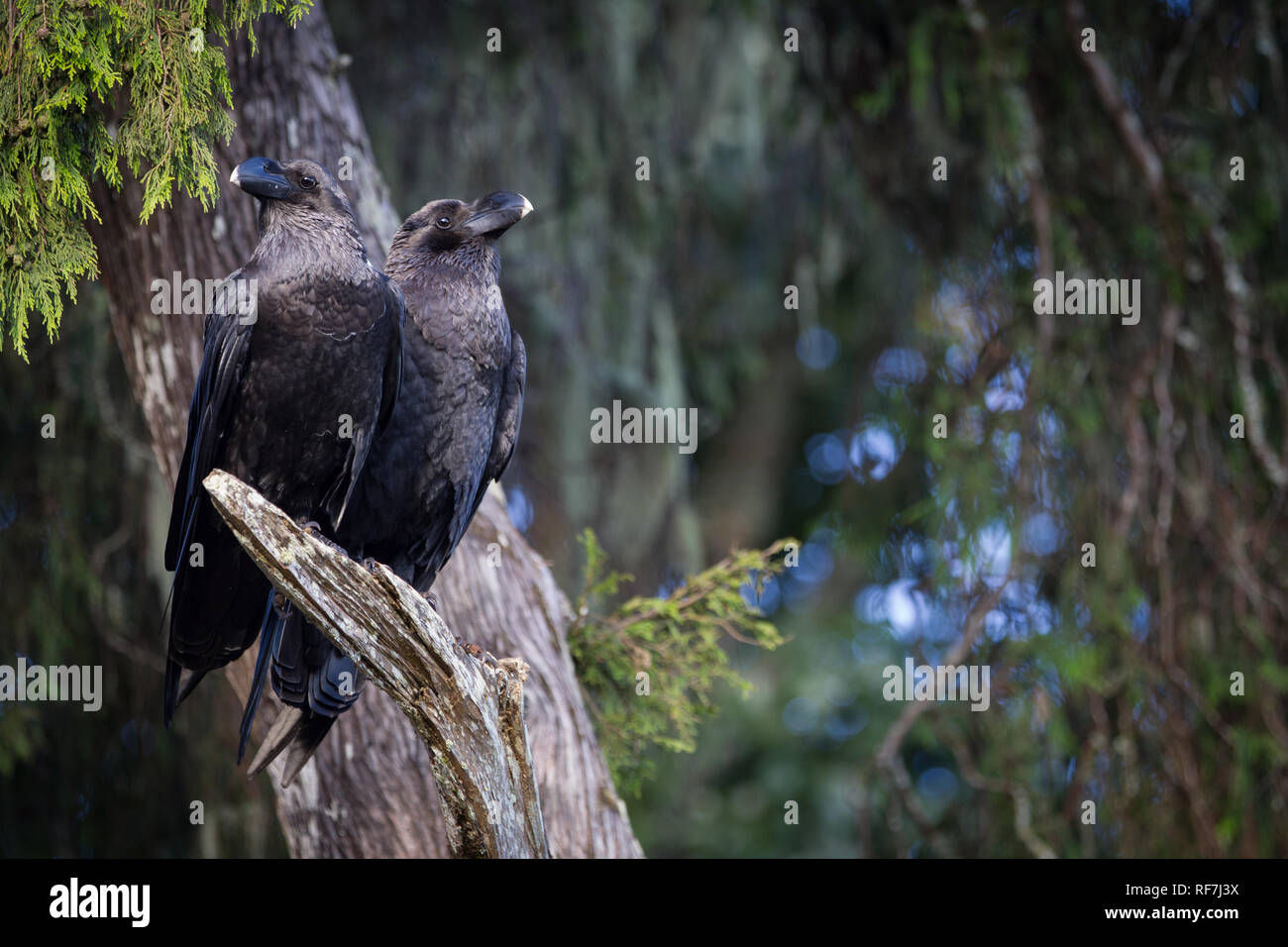 Whitenecked Ravens, Corvus albicollis, on Mount Mulanje, Malawi, home