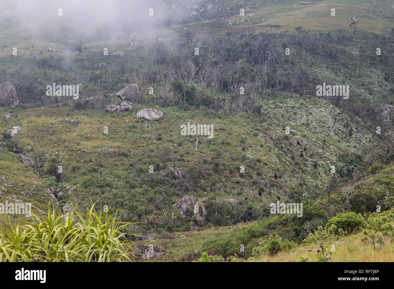 The critically endangered Mulanje Cedar, Widdringtonia whytei, was clear cut by illegal loggers from this area of Mount Mulanje plateau, Malawi. Stock Photo