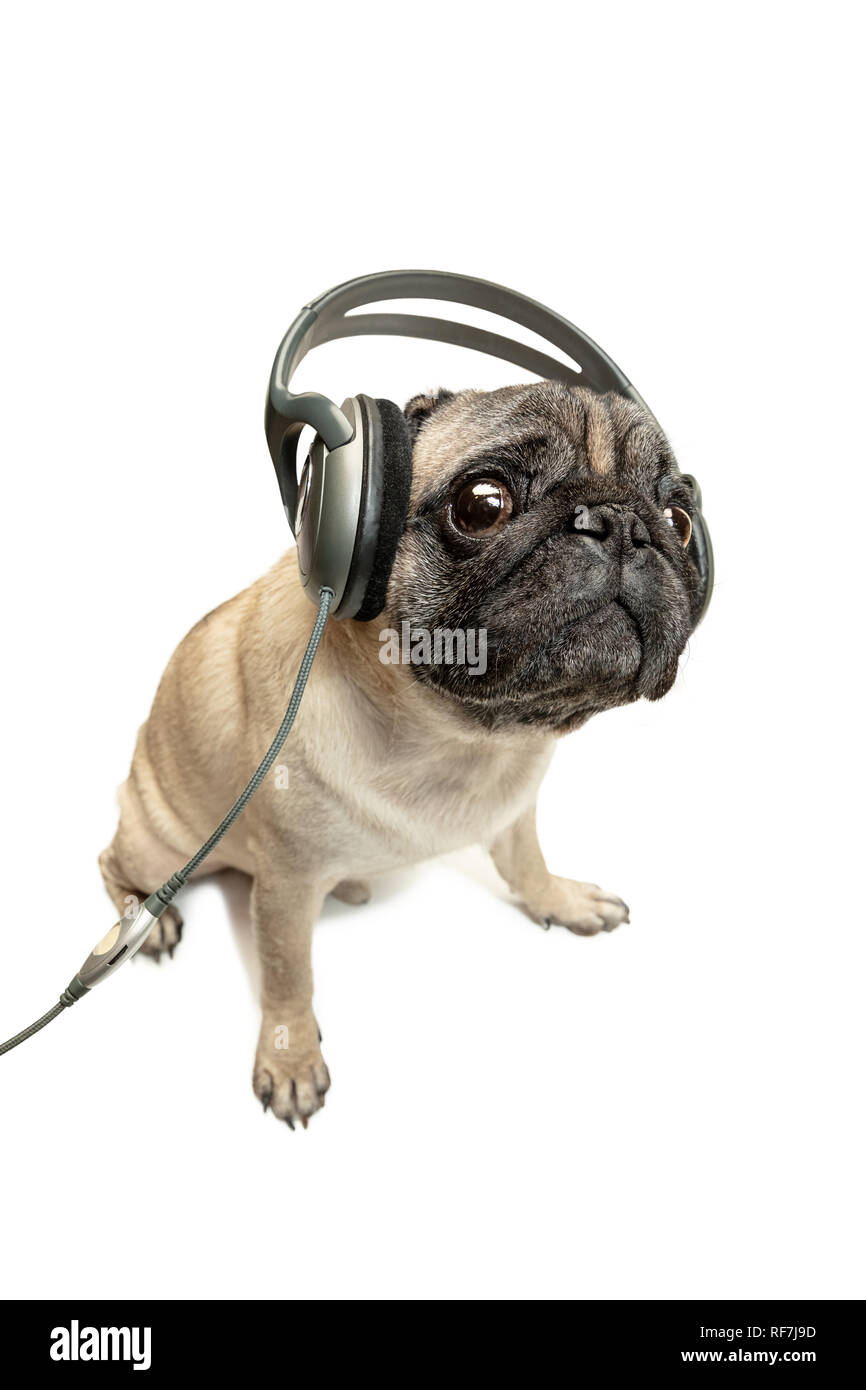 The dog listening to music in headphones. Pug Dog isolated on white studio background Stock Photo