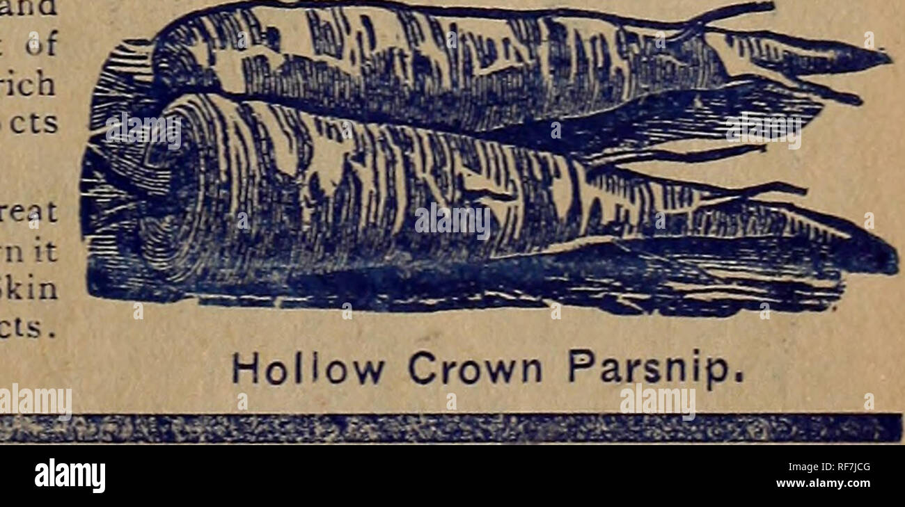 . Bell's seed catalogue : best and cheapest seeds that grow. Nursery stock New York (State) Catalogs; Vegetables Seeds Catalogs; Flowers Seeds Catalogs; Bulbs (Plants) Catalogs. N IP. Packages contain nearly 7000 seeds. 1 ounce will Parsnip seed must be nd of a rich ounce 6 cts Long Hollow Crown. Roots large tapering 10 point. 1 1 is is a popular sort uniform growth very prodi-ctiv sugary flavor, (see lllustiation fb 15 ct*. lb 43cts. proved Guernsey. Fine strain and great yielder; while not so long as Hollow Crown it is thick, solid and of thr richest fUvor. Skin smooth and free from side roo Stock Photo